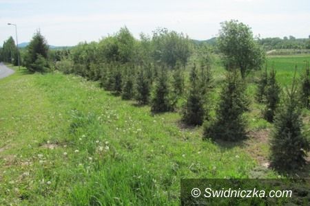 Świdnica: „Czas na las” w Świdnicy
