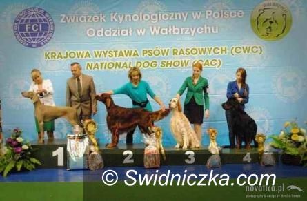Świebodzice: Krajowa Wystawa Psów Rasowych w Świebodzicach