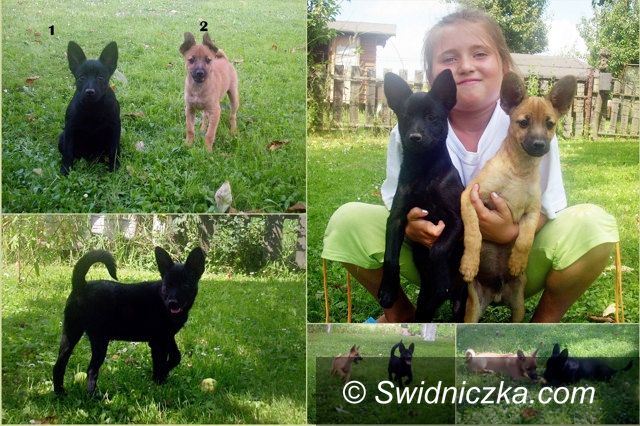 Region: Poszukiwany dom dla szczeniaczków