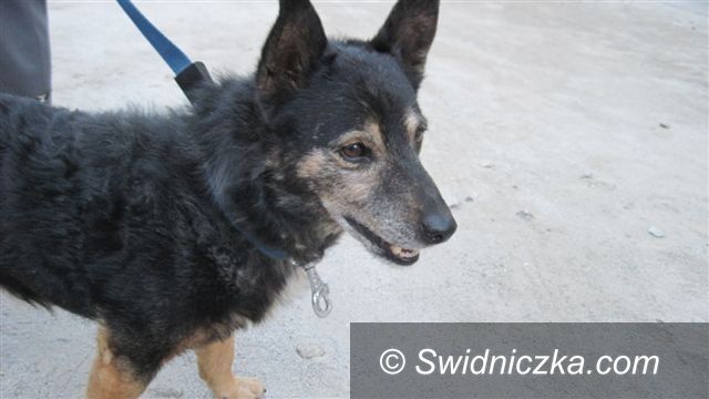 Świdnica: Kto może wskazać właściciela psa?