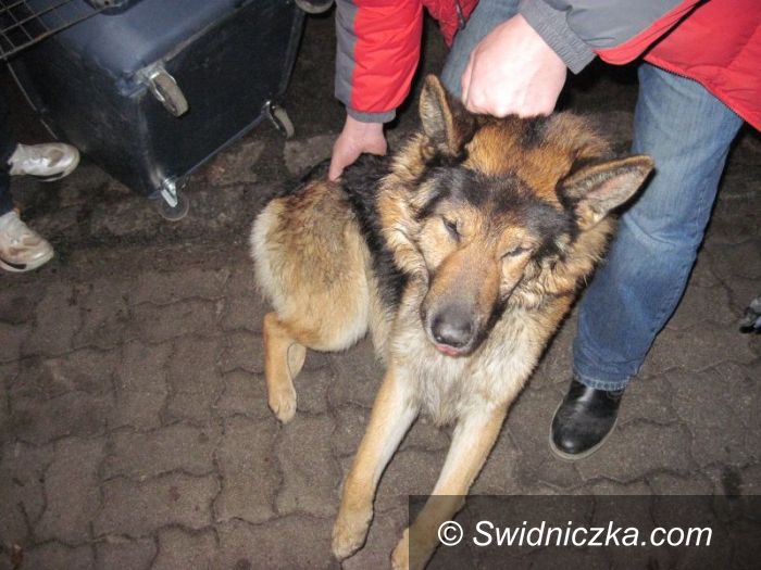 Świdnica: Agresywne owczarki niemieckie