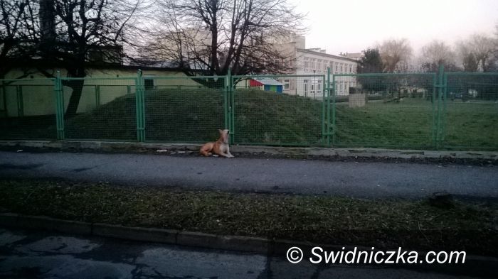 Świdnica: Przywiązał psa do płotu i zniknął