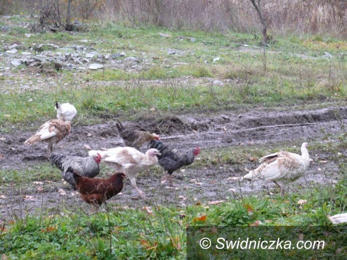 Skarżyce: Skarżyce z małym placem zabaw