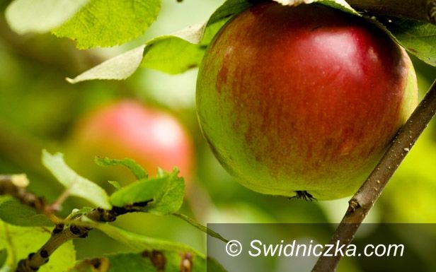 Gmina Świdnica: Chcesz być sobą – jedz z głową