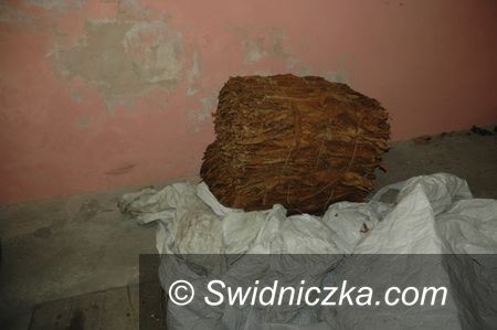 Świdnica: Ujawnili tytoń bez znaków akcyzy