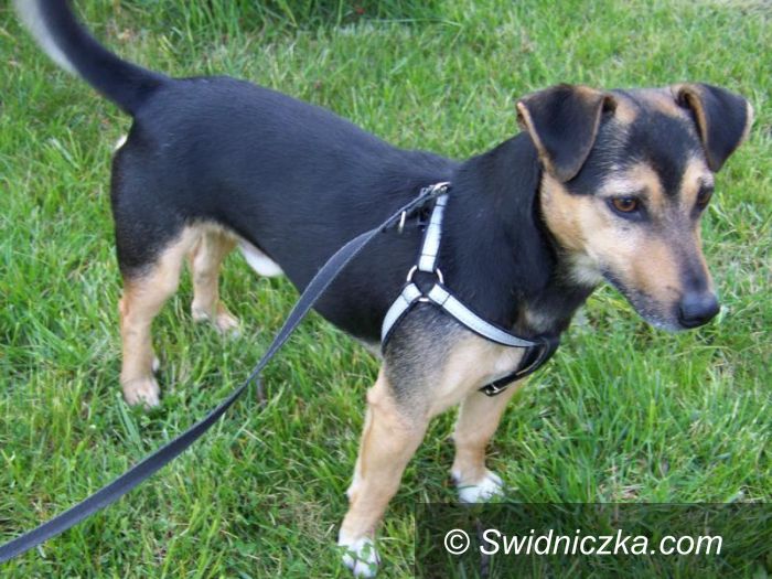Żarów: Czeka na nowego właściciela