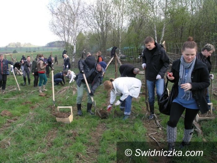 Świebodzice: Burmistrz sadził dęby