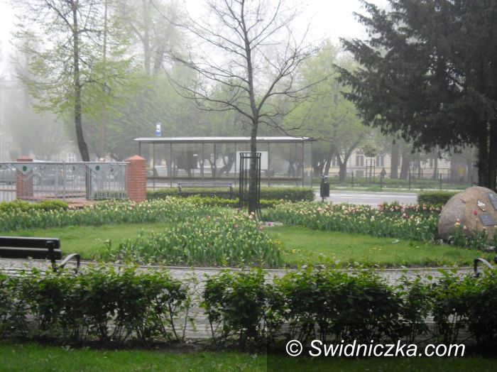 Świdnica: Przyłapana na kradzieży tulipanów