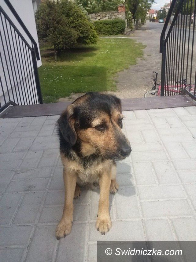 Kalno: "Bekon" szuka nowego domu