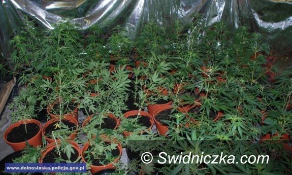 Świdnica: Kolejna plantacja konopi zlikwidowana