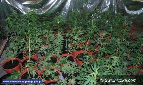 Świdnica: Kolejna plantacja konopi zlikwidowana