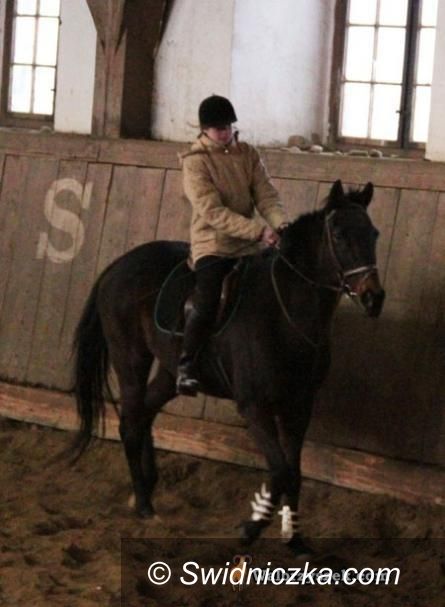 Wałbrzych: NIK ma zastrzeżenia do Stada Ogierów Książ