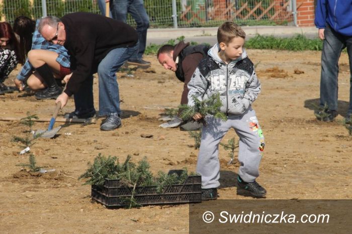 Świebodzice: Drzewa, rośnijcie aż do nieba