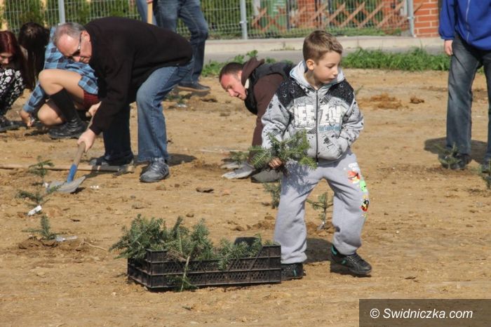 Świebodzice: Drzewa, rośnijcie aż do nieba