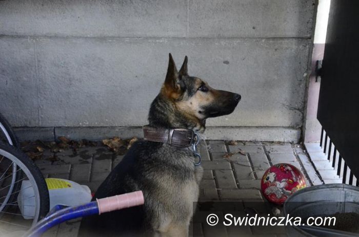 Żarów: Uciekł czy został porzucony?