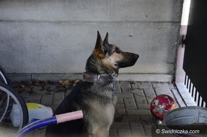Żarów: Uciekł czy został porzucony?