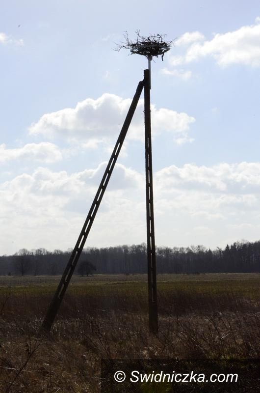 Żarów: Z pomocą dla bocianów