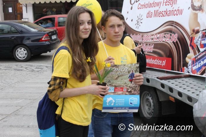 Świebodzice: Żonkile, niosące nadzieję