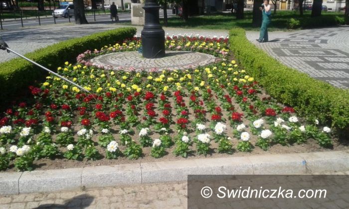 Świdnica: Tysiące kwiatów i roślin zazieleni Świdnicę