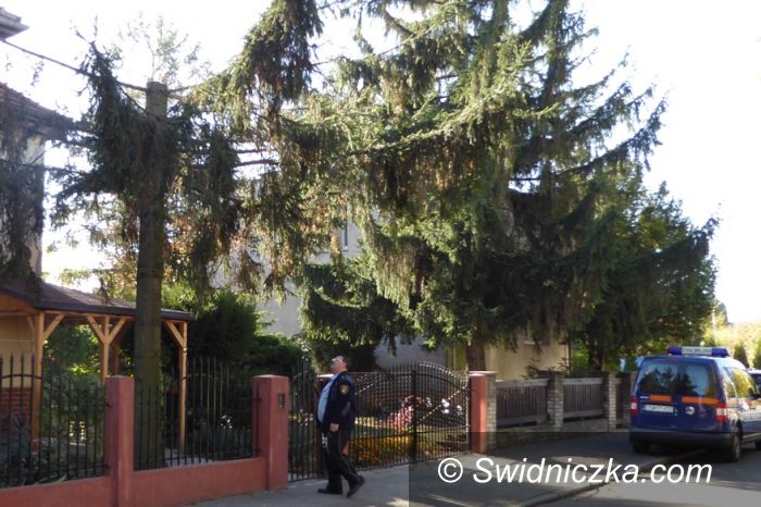 Świdnica: Ostrożnie z wycinką i przycinką drzew!