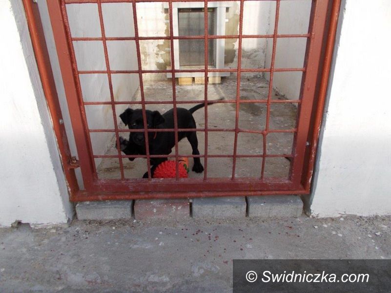 Świebodzice: Mikołajkowy prezent dla schroniska