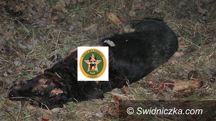 Wałbrzych: Wałbrzych: Poszukujemy sprawcy bestialskiego morderstwa psa