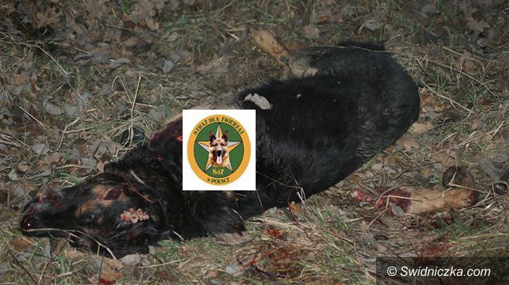 Wałbrzych: Wałbrzych: Poszukujemy sprawcy bestialskiego morderstwa psa