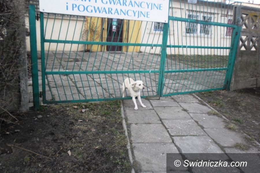 Świdnica: Ugrzązł w wolności