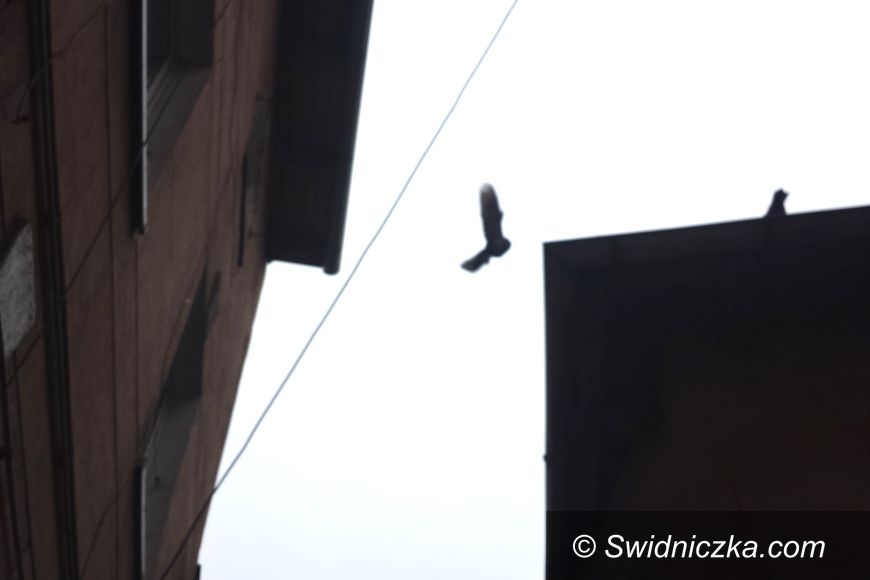 Świdnica: Gołębie serce