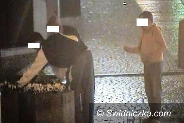 Świdnica: Nocne bratki