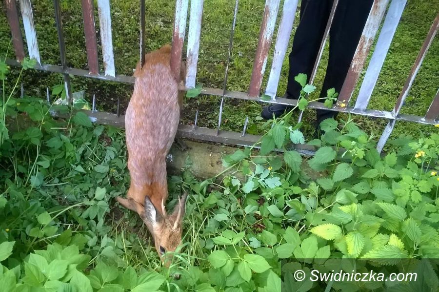 Świdnica: Na pomoc zwierzęciu