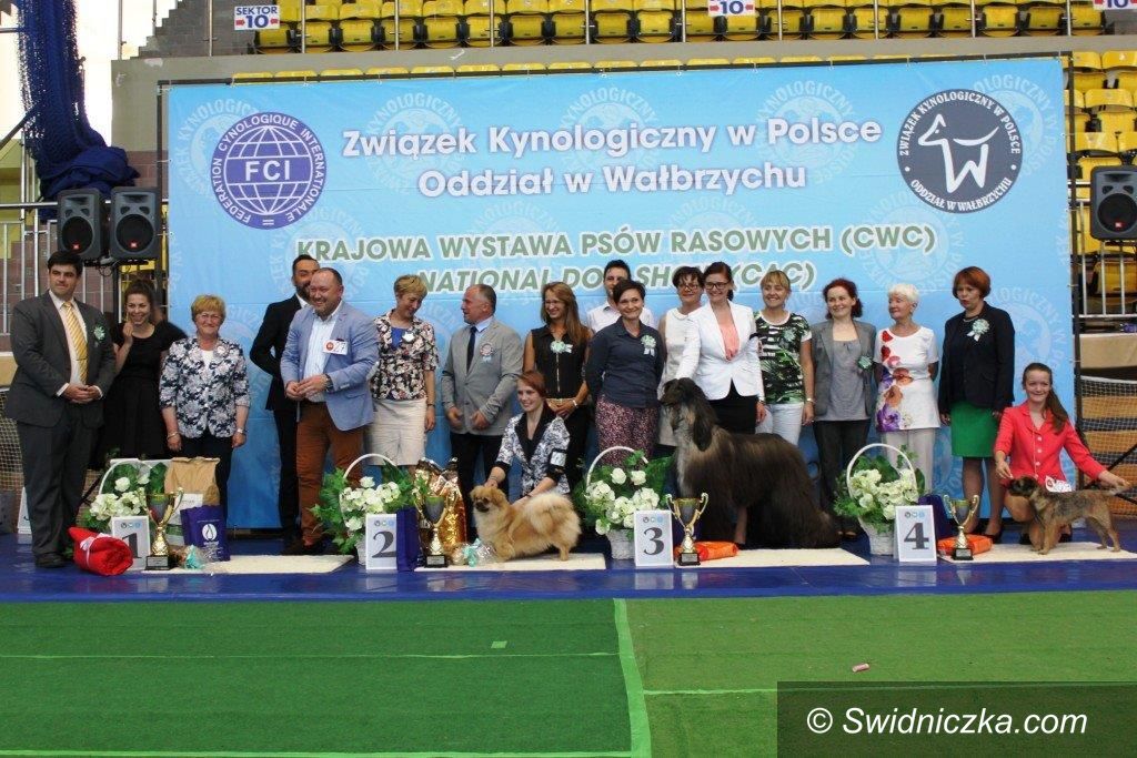 Świebodzice: 60. Krajowa Wystawa Psów Rasowych