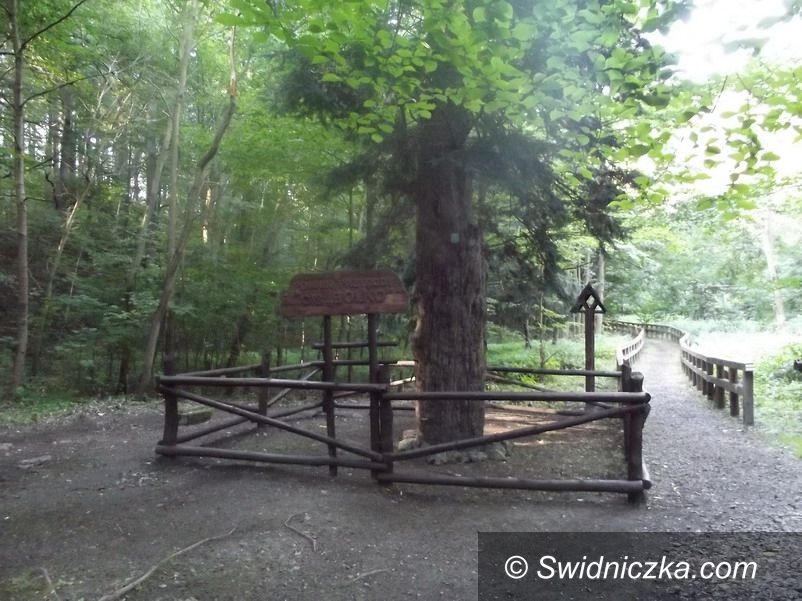 Świebodzice: Bolko ma nowe ogrodzenie