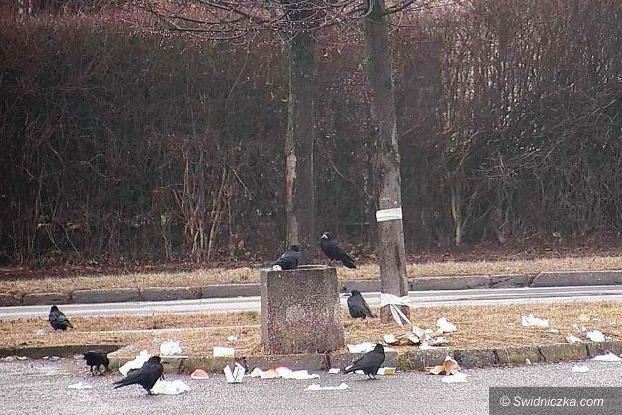 Świdnica: Nie tylko ludzie śmiecą, czyli ptasi bufet