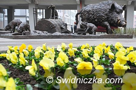 Świdnica: Pierwsze wiosenne kwiaty w Świdnicy