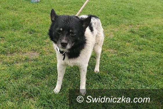 Świdnica: Sznurkiem do ogrodzenia