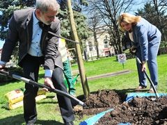Świdnica: Setki drzew i tysiące krzewów nasadzonych zostanie w Świdnicy