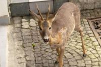 Świdnica: Sarny zaglądają na miejskie podwórka