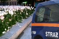 Świdnica: Wyładował złość na tulipanach