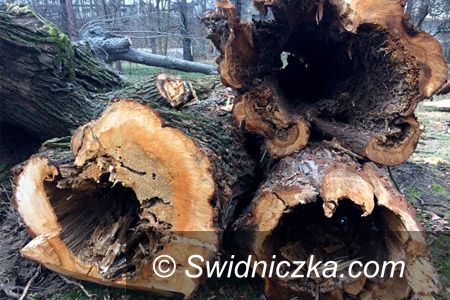Świdnica: Zmiany w przepisach dotyczących wycinki drzew