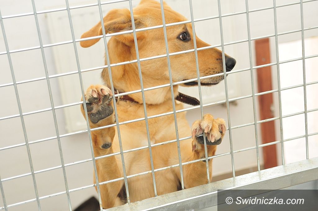 Świdnica: Schronisko dla bezdomnych zwierząt podsumowuje pół roku działalności
