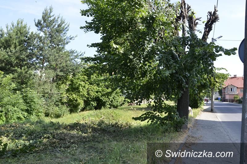 Żarów: Zniszczyli drzewa. Będą kary
