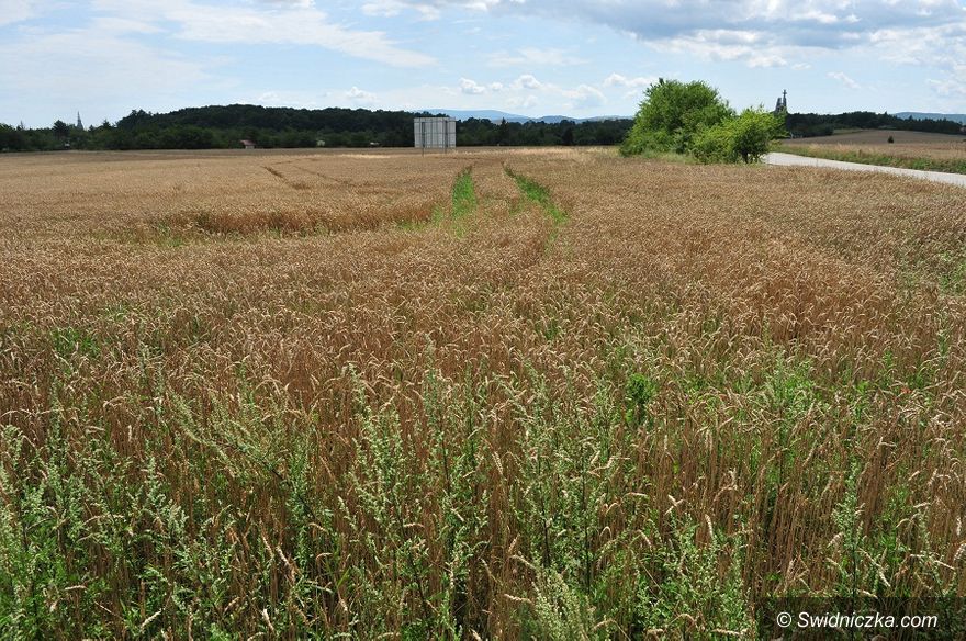 Świdnica: 1,6 mln dofinansowania na przygotowanie terenów inwestycyjnych
