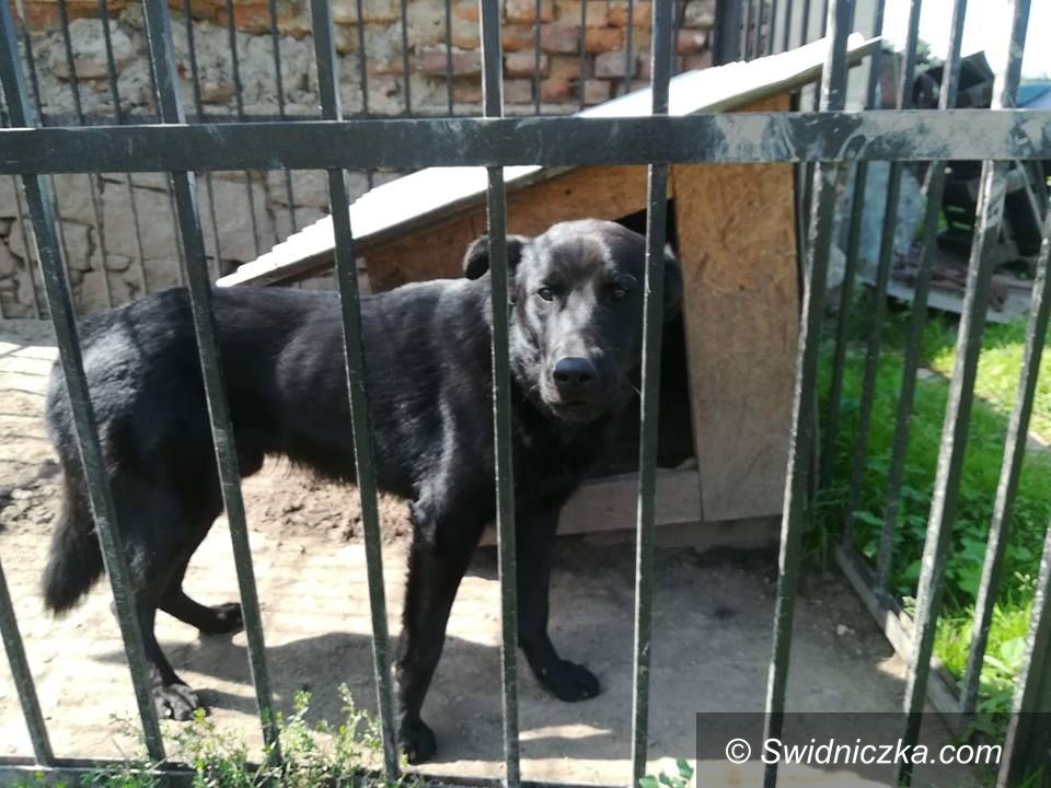 Świebodzice: Interweniowali w Świebodzicach – odebrali psa