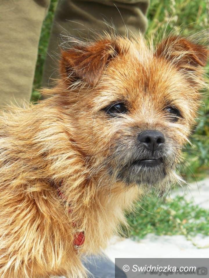 Świdnica: Grażka – mikrosunia w typie terriera