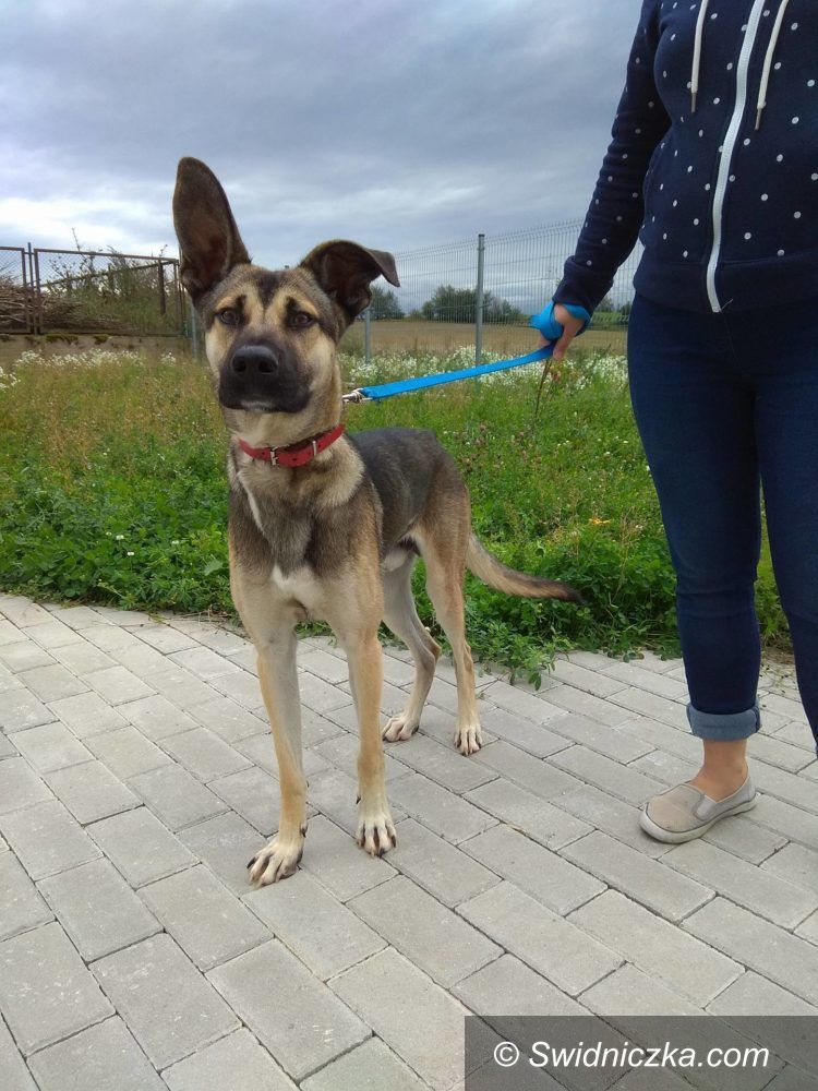 Świdnica: Ramzes – duży, owczarkowaty pies do adopcji