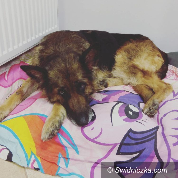 Świdnica: Dora – suczka w typie owczarka niemieckiego do adopcji!
