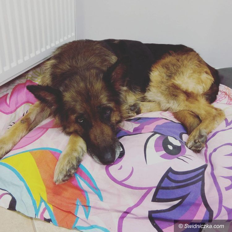 Świdnica: Dora – suczka w typie owczarka niemieckiego do adopcji!