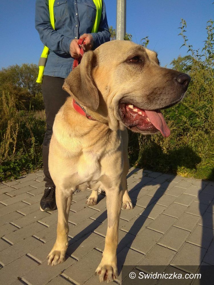 Świdnica: Kolejne zwierzaki do adopcji