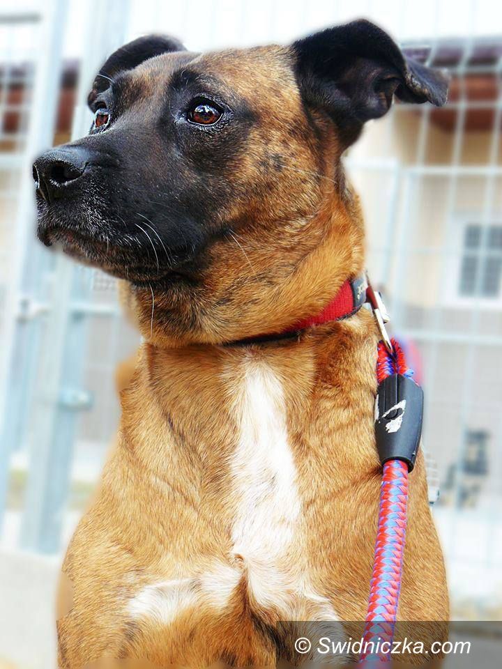 Świdnica: Zwierzaki polecają się do adopcji